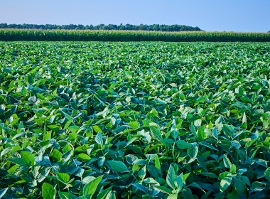 Sustentabilidade e COP30: como o agronegócio brasileiro se prepara para a vitrine global em 2025