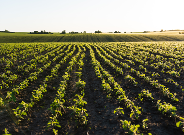 Verão no campo: como o clima influencia o manejo e a produtividade das lavouras