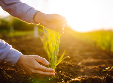 Agricultura regenerativa: como práticas sustentáveis aumentam a produtividade no longo prazo