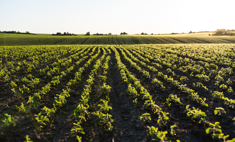 Verão no campo: como o clima influencia o manejo e a produtividade das lavouras