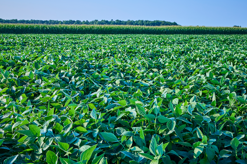 Sustentabilidade e COP30: como o agronegócio brasileiro se prepara para a vitrine global em 2025
