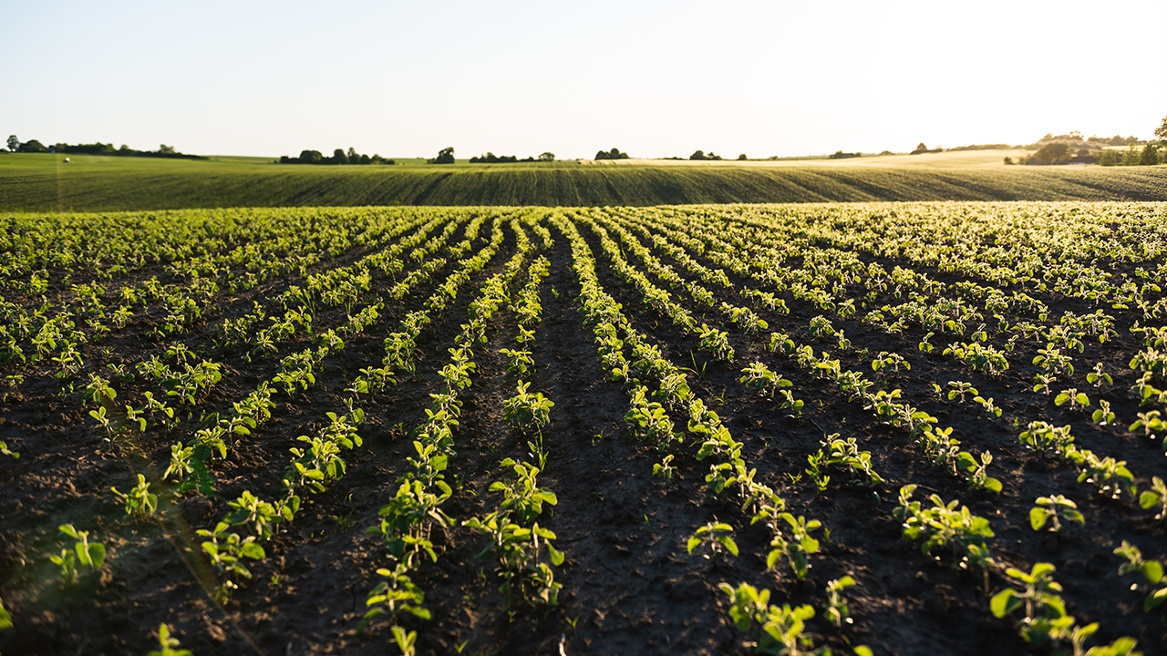 Verão no campo: como o clima influencia o manejo e a produtividade das lavouras