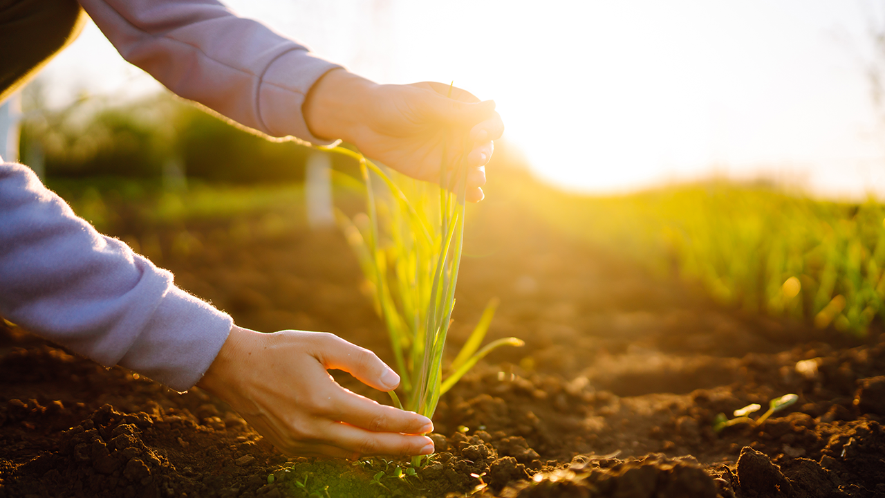 Agricultura regenerativa: como práticas sustentáveis aumentam a produtividade no longo prazo