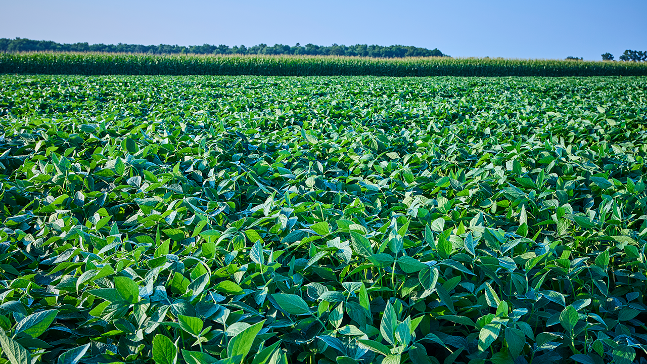 Sustentabilidade e COP30: como o agronegócio brasileiro se prepara para a vitrine global em 2025